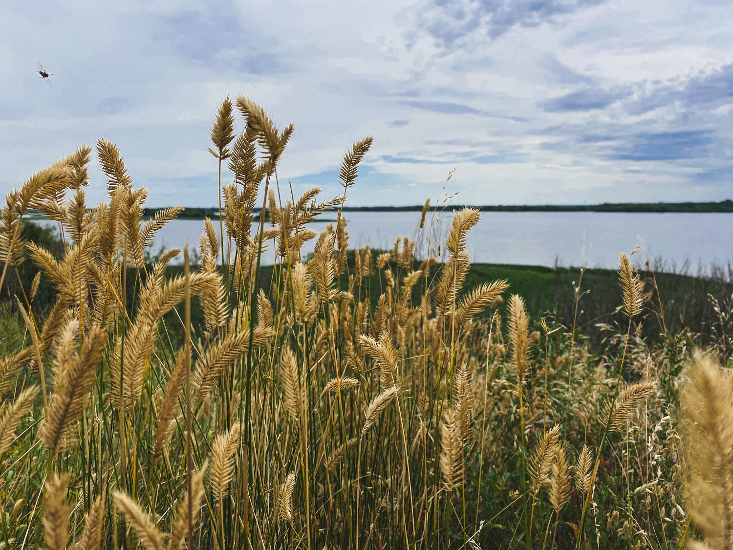 Алексеевское городище